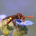 Flavous Nomad Bee