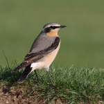 Northern Wheatear