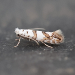 15.085 - Phyllonorycter joannisi