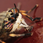 Notch-horned Cleg