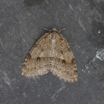 70.107/108/109 - November Moth agg.