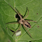 Nursery-Web Spider