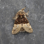 73.032 - Nut-tree Tussock