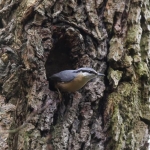Nuthatch