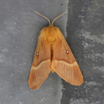 66.007 - Oak Eggar