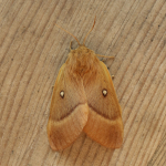 Lasiocampidae