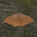 65.002 - Oak Hook-tip