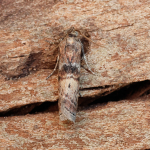 62.029 - Phycita roborella