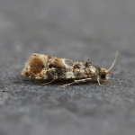 49.184 - Lobesia reliquana