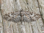 70.157 - Oak-tree Pug