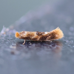 Bucculatricidae