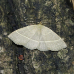72.070 - Olive Crescent