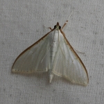 63.048 - Palpita vitrealis