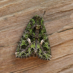 73.106 - Orache Moth