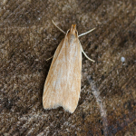 35.031 - Helcystogramma rufescens