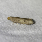 Lypusidae
