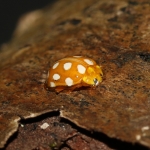 Orange Ladybird