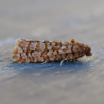 49.040 - Lozotaeniodes formosana