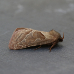 Hepialidae