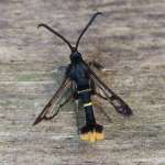 Sesiidae