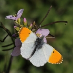 Orange-tip