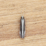 Orthotrichia costalis