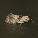 49.138 - Neocochylis molliculana