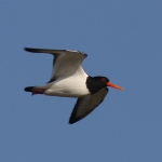 Oystercatcher