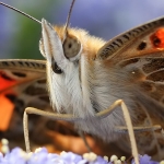 Flutterbies