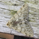 70.247 - Pale Brindled Beauty