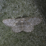 70.268 - Pale Oak Beauty