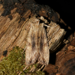 73.201 - Pale Pinion