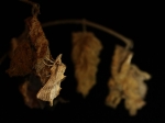 Notodontidae