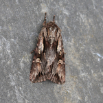 73.112 - Pale-shouldered Cloud