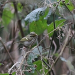 Pallas's Warbler