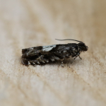 49.363 - Pammene argyrana