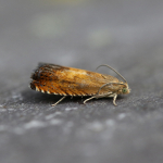 49.376 - Pammene aurita