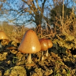 Egghead Mottlegill