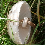 Parasol Mushroom