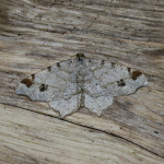 70.211 - Peacock Moth