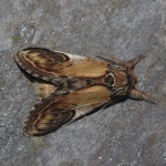71.013 - Pebble Prominent