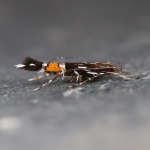 Cosmopterigidae