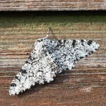 70.252 - Peppered Moth