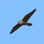 Peregrine Falcon