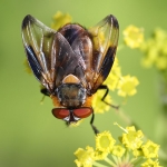 Phasia hemiptera