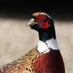 Pheasants