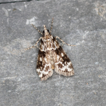 63.072 - Eudonia delunella