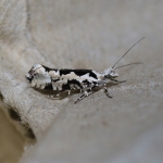 17.012 - Ypsolopha sequella