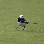 Pied Wagtail