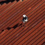 Wagtails